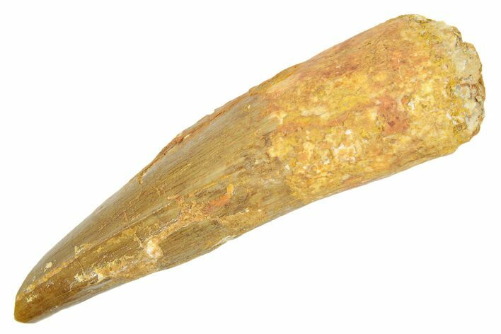 Fossil Spinosaurus Tooth - Real Dinosaur Tooth #363071